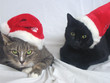 christmas kitties christmas kitties