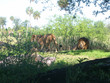 lions lions