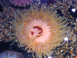sea anenome sea anenome
