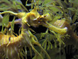 sea horse 2 sea horse 2