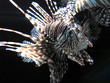 fish fish