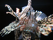 striped fish striped fish