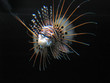striped fish striped fish