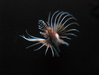 spiney fish spiney fish