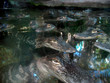 sea of aligators sea of aligators