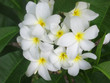 white flower white flower