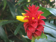 red and yellow flower red and yellow flower