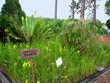 carnivorous plants carnivorous plants