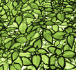glowing green leaves