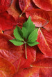 leaves