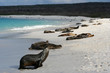 la plage des otaries la plage des otaries