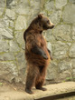 brown bear standing