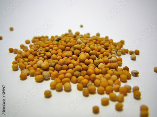 Foto: pile of grains of mustard seed pile of grains of mustard seed