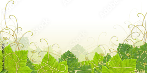Illustration: grape leaf footer grape leaf footer
