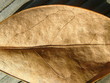 brown leaf
