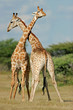 giraffes