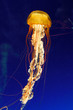yellow medusa
