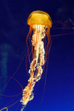 yellow medusa - Fine Art prints