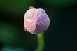 hong kong lotus (hkdigit-060624-170645)