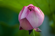 hong kong lotus (hkdigit-060624-165645)