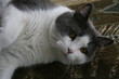 relaxing cat