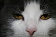 cat eyes