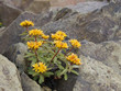 mountain flower