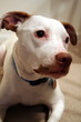 close up of pitbull close up of pitbull