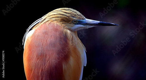 bird with a long beak bird with a long beak
