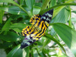 troides helena