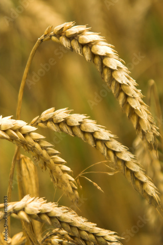wheat