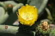 kaktusblüte kaktusblüte