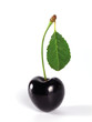 summertime: black cherry summertime: black cherry