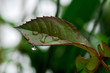 Foto: nach dem regen nach dem regen