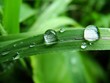 dew on grass