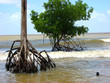 arbres en mer arbres en mer