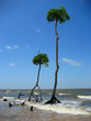 océan et arbres