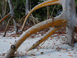 mangrove