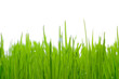grass