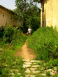 man in a garden