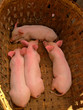 pigs in a basket