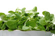 feldsalat