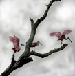 spoonbills spoonbills