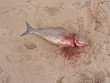 fishy