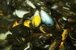 moules