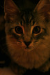 cat in the dark