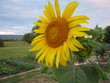 tournesol1