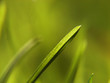 sharo grass macro