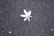 sand and flower