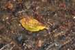 water and leaf